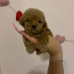 Jenny (poodle) 4