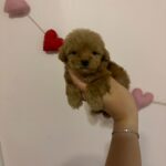 Jenny (poodle) 5