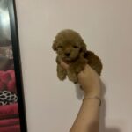 Jenny (poodle) 6