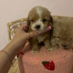 Bruno (maltipoo) 1