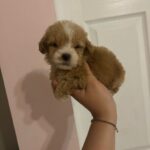 Bruno (maltipoo) 2