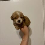 Bruno (maltipoo) 3