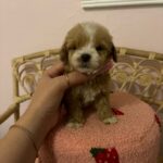 Bruno (maltipoo) 5