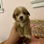 Bruno (maltipoo) 4
