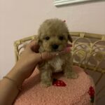 Chaz (poodle) 1