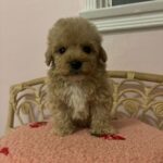 Chaz (poodle) 2