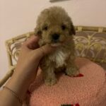 Chaz (poodle) 3