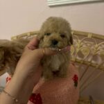 Chaz (poodle) 4