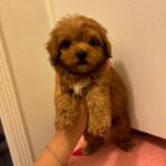 Chanel (poodle) 1