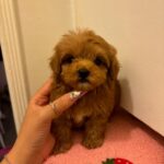 Chanel (poodle) 2