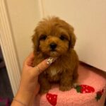 Chanel (poodle) 3