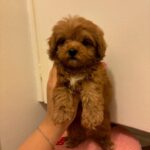 Chanel (poodle) 4