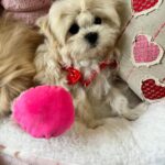 Louie (maltipoo) 5