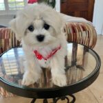 Louie (maltipoo)