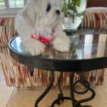 Louie (maltipoo) 11