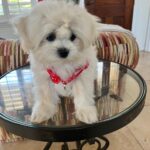 Louie (maltipoo) 2