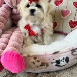 Louie (maltipoo) 3