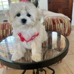 Louie (maltipoo) 4