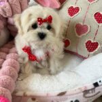 Louie (maltipoo) 6