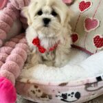 Louie (maltipoo) 7