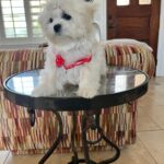 Louie (maltipoo) 8