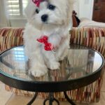 Louie (maltipoo) 9