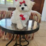 Louie (maltipoo) 10
