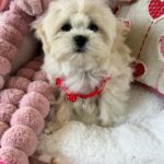 Louie (maltipoo) 12