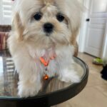 Goyard (maltipoo)