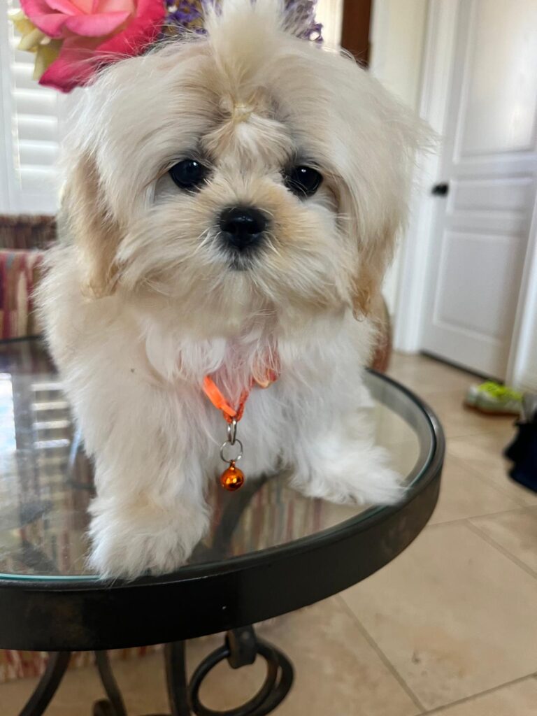 Maltipoo 1