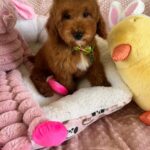Bobby (cavapoo) 4