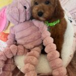 Bobby (cavapoo)