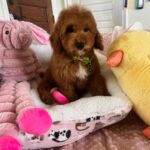 Bobby (cavapoo) 5
