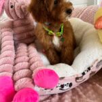 Bobby (cavapoo) 6