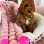 Bobby (cavapoo) 7