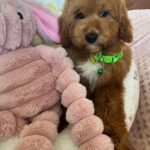 Bobby (cavapoo) 2