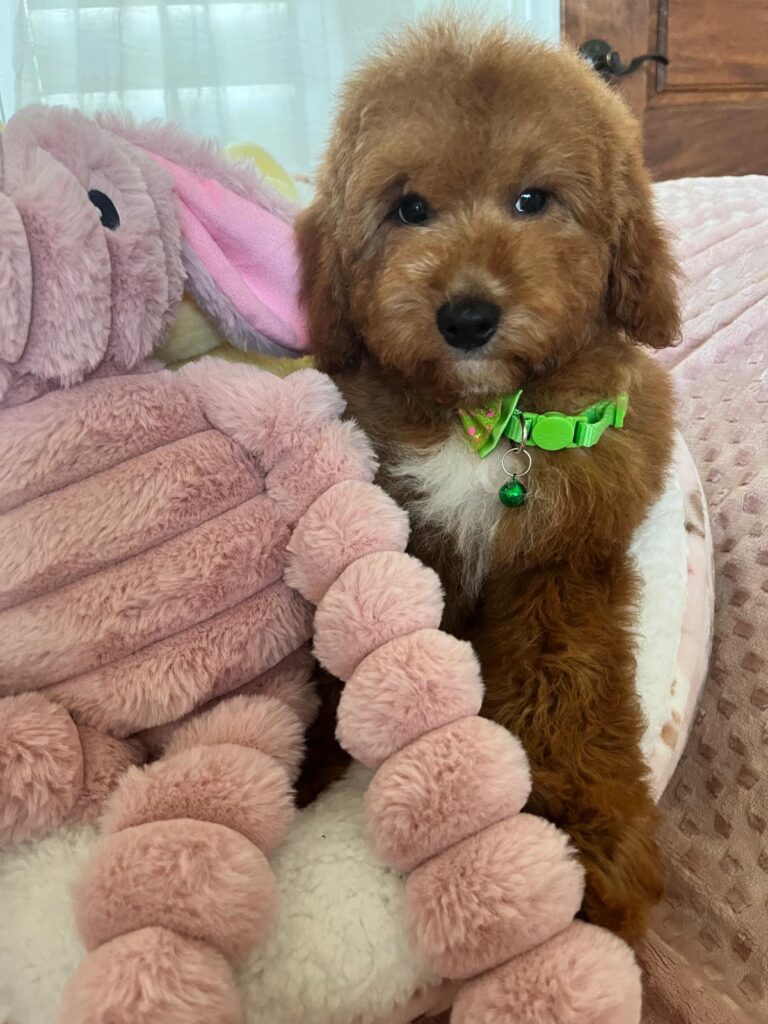 TEACUP CAVAPOO