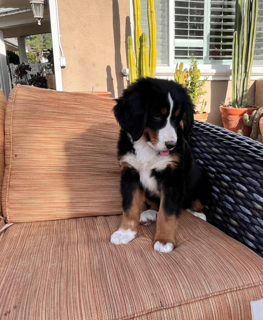 Berneese Mountain Dog